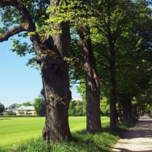 Hellbrunner Allee