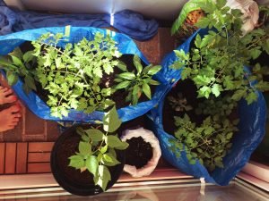 Der Garten in der Tasche