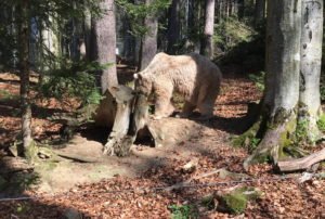 Bärenwald, Arbesbach, GoWithTheFlo3